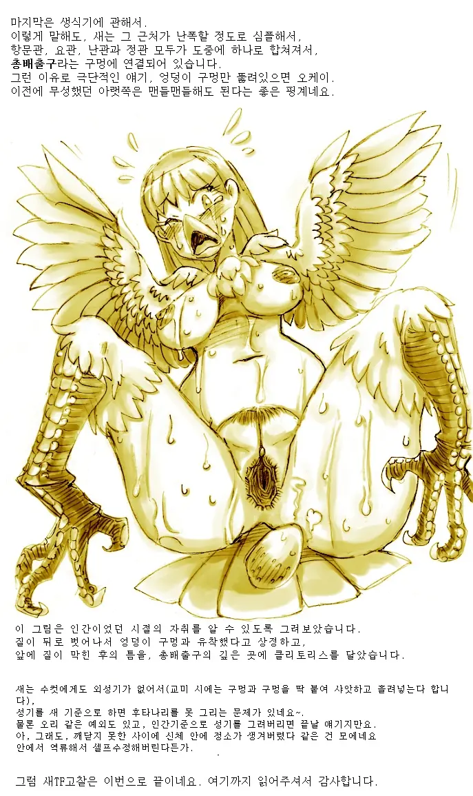 Tori TF Ni Kansuru Kousatsu To Renshuu | Study And Practice About Bird TF